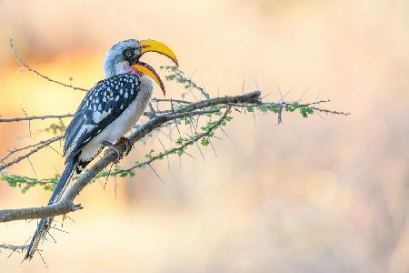 Southern Yellow-billed Hornbill