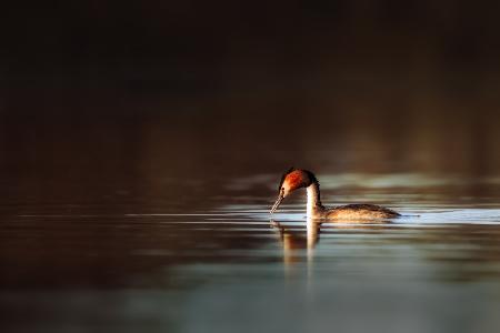 Great Crested Grebe