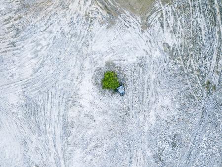 The last tree and trash can