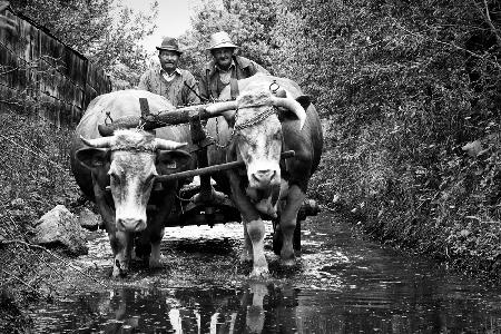 Crossing the stream